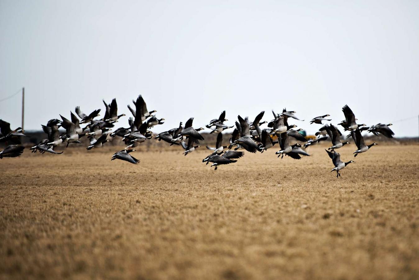 DE SKJULTE NATURPERLER I VISIT VESTERHAVETS OMRÅDE - KVIE SØ OG PØLMOSEN