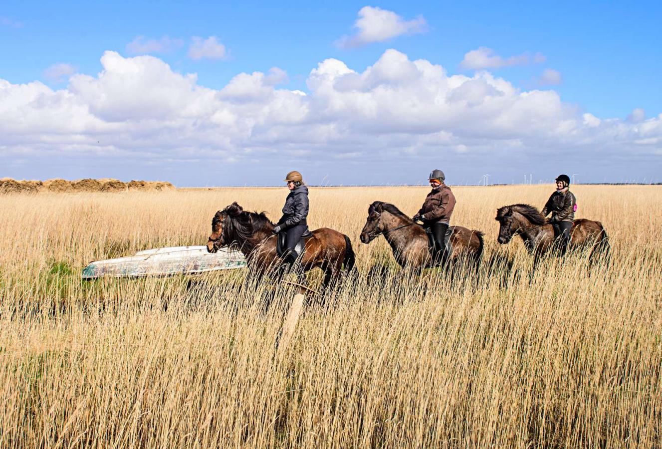 Ridning ved Ringkøbing Fjord 