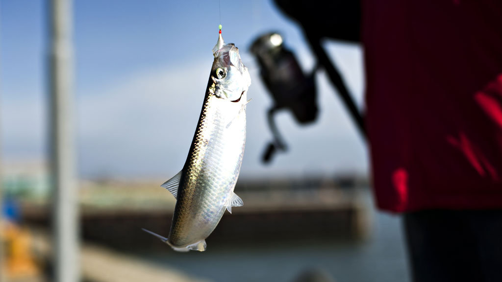 Herringfishing in Denmark