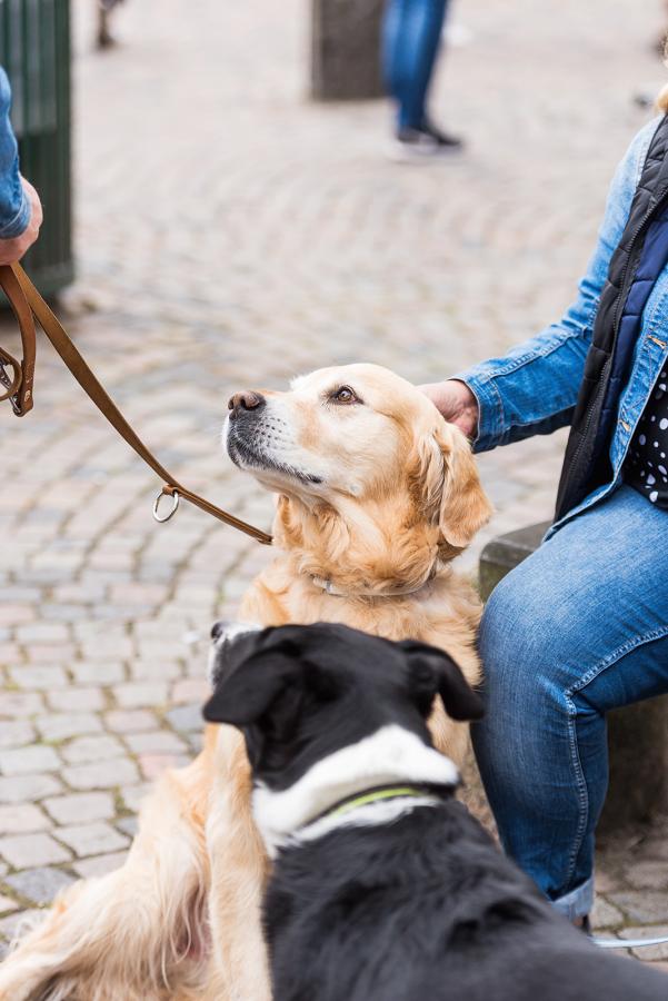 Hunde nyder ferien ved Ringkøbing Fjord 