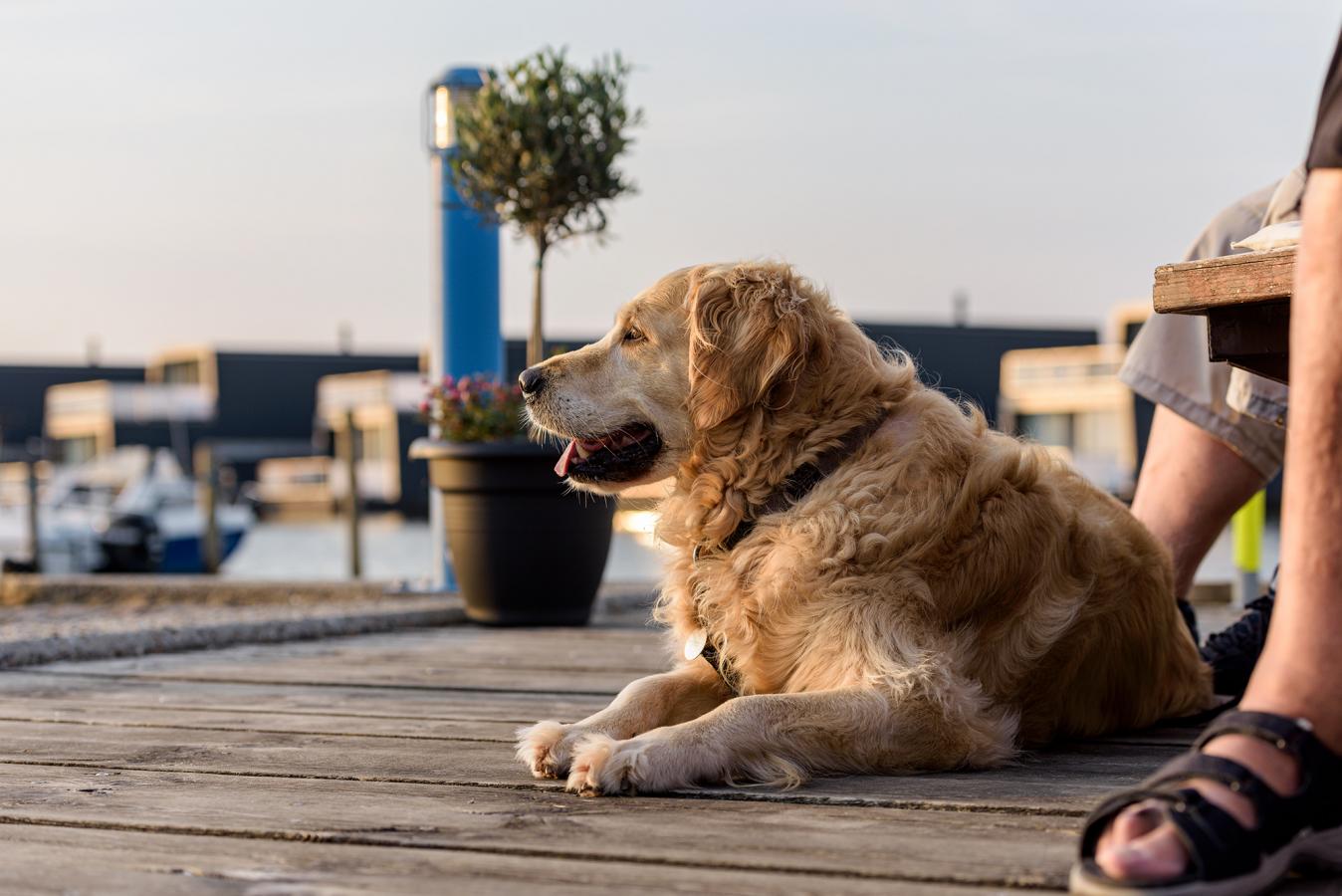 Hund på havnen