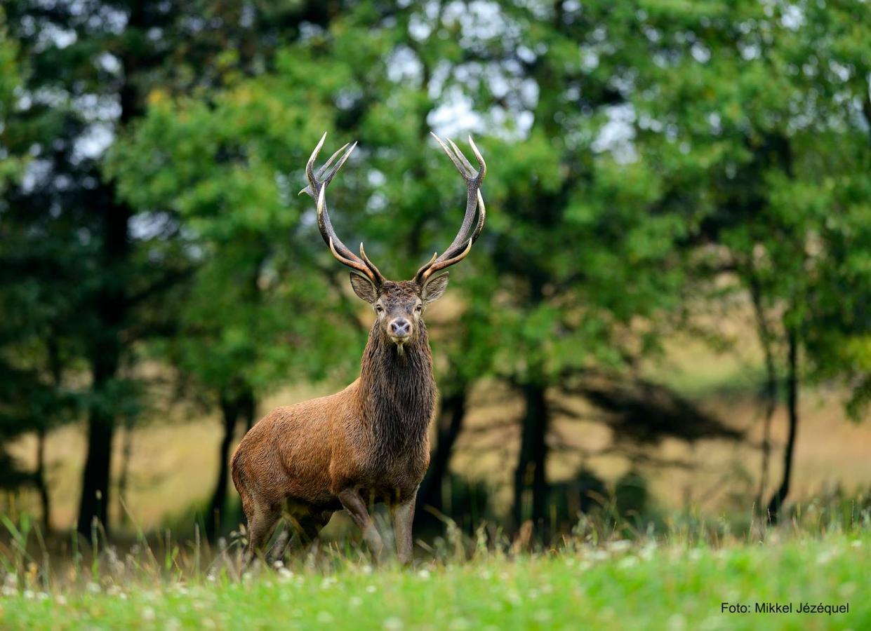 Rotwild an der Nordseeküste 