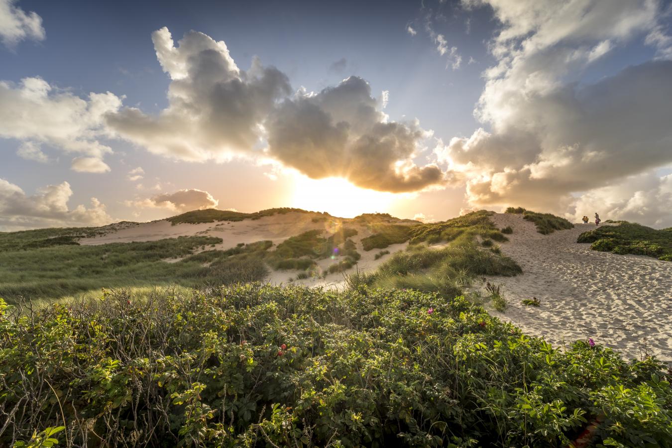 Efterår i klitterne ved vesterhavet