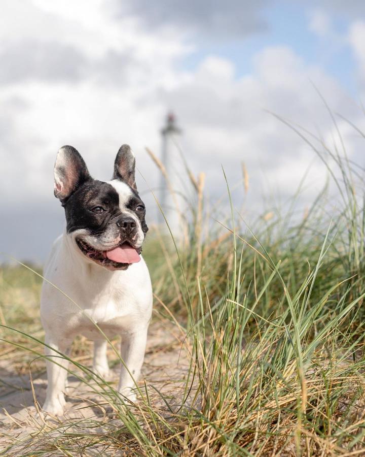 Hund ved Lyngvig Fyr hundens måned