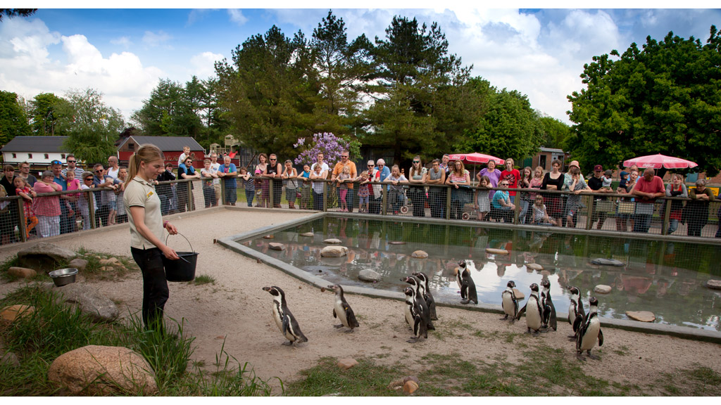 Jyllands park zoo pingviner