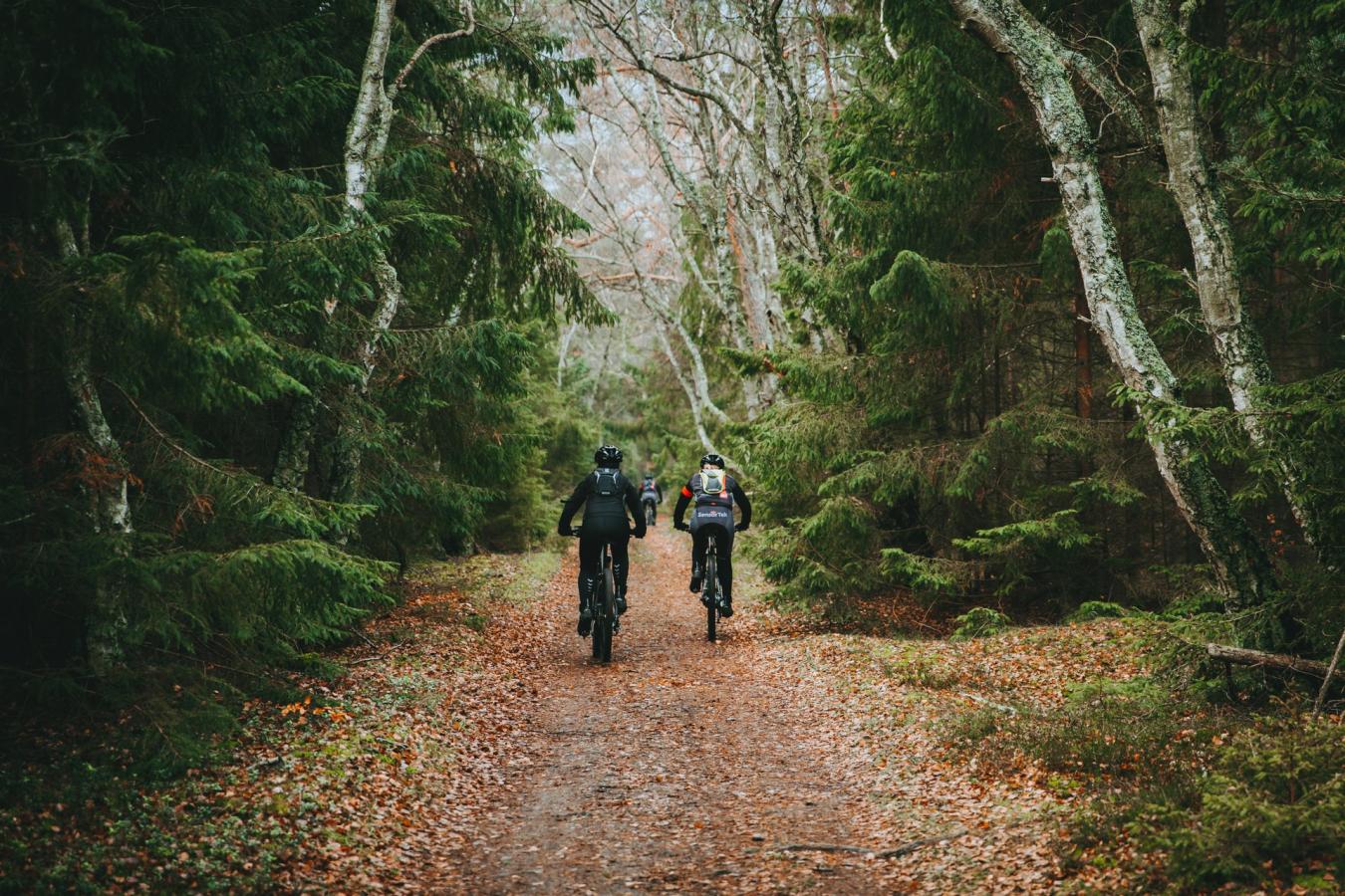 Mountainbike i skoven