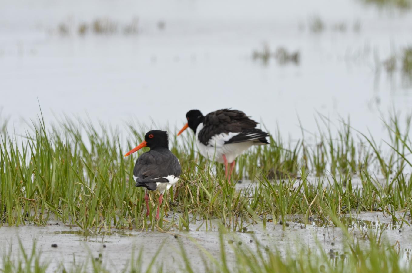 Mandøs Fugleliv, Vadehavscentret