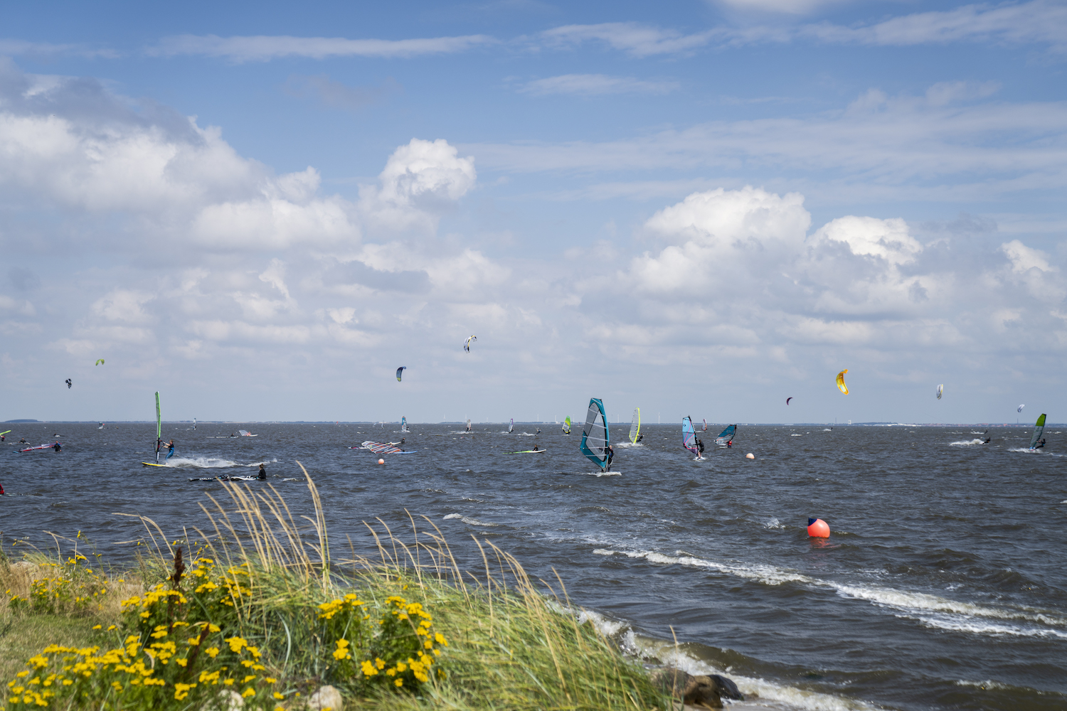 Mange ude og Windsurfe i Ringkøbing Fjord en sommerdag