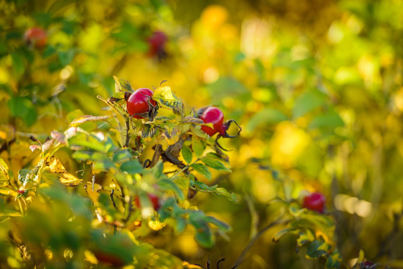 Røde hybenbær på busk