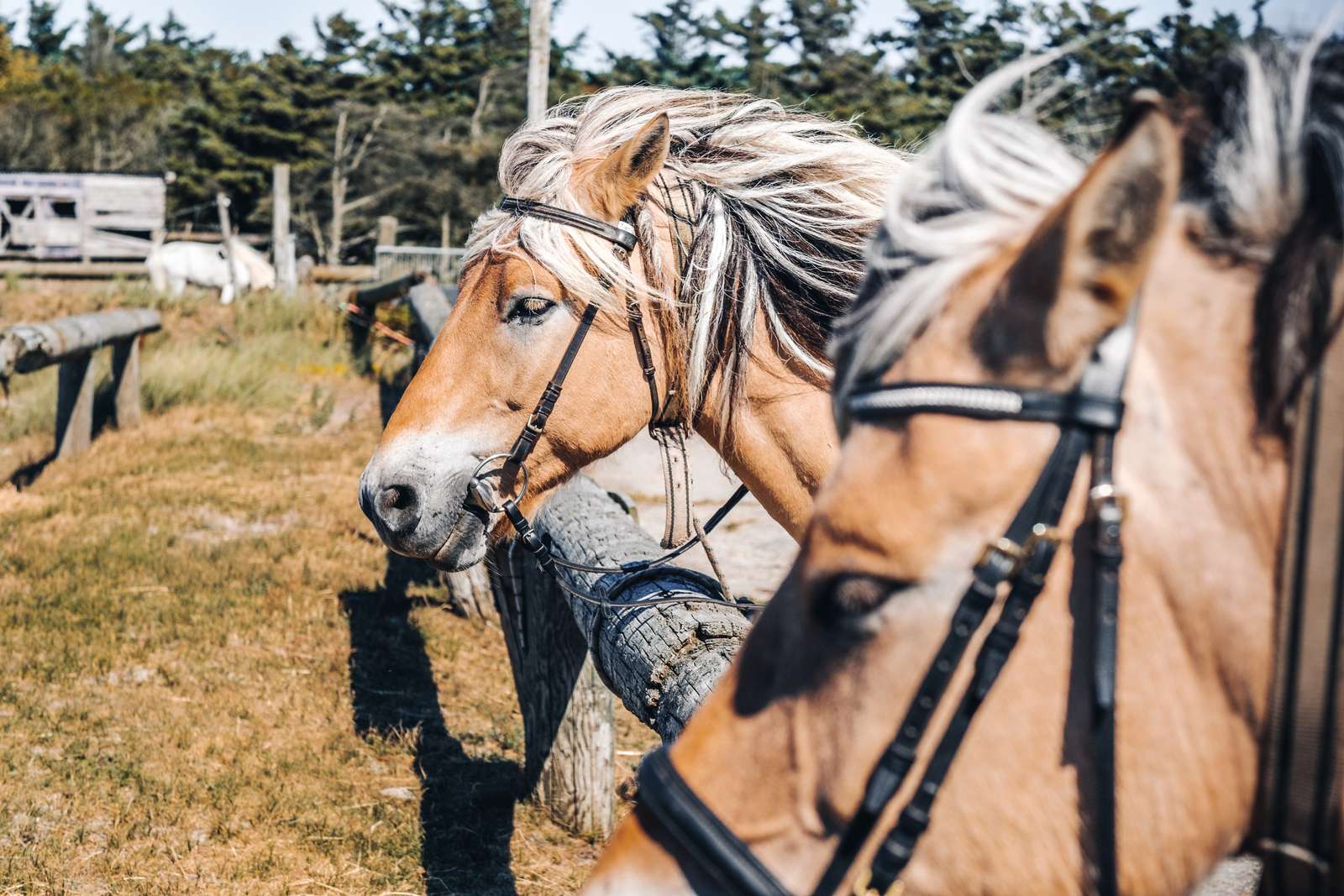 To heste som er klar til en tur til Vesterhavet