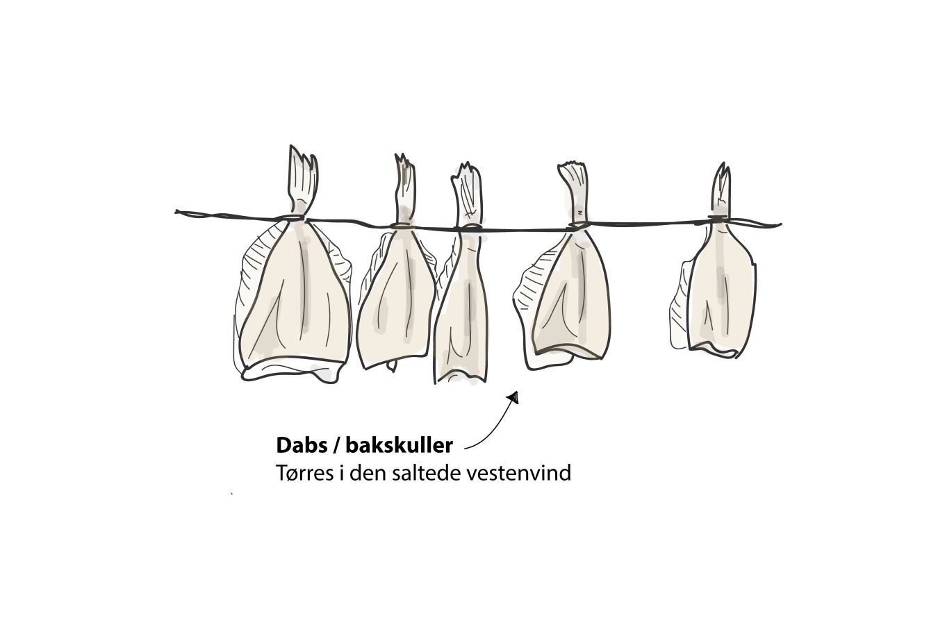 Bakskuller / dabs illustration 