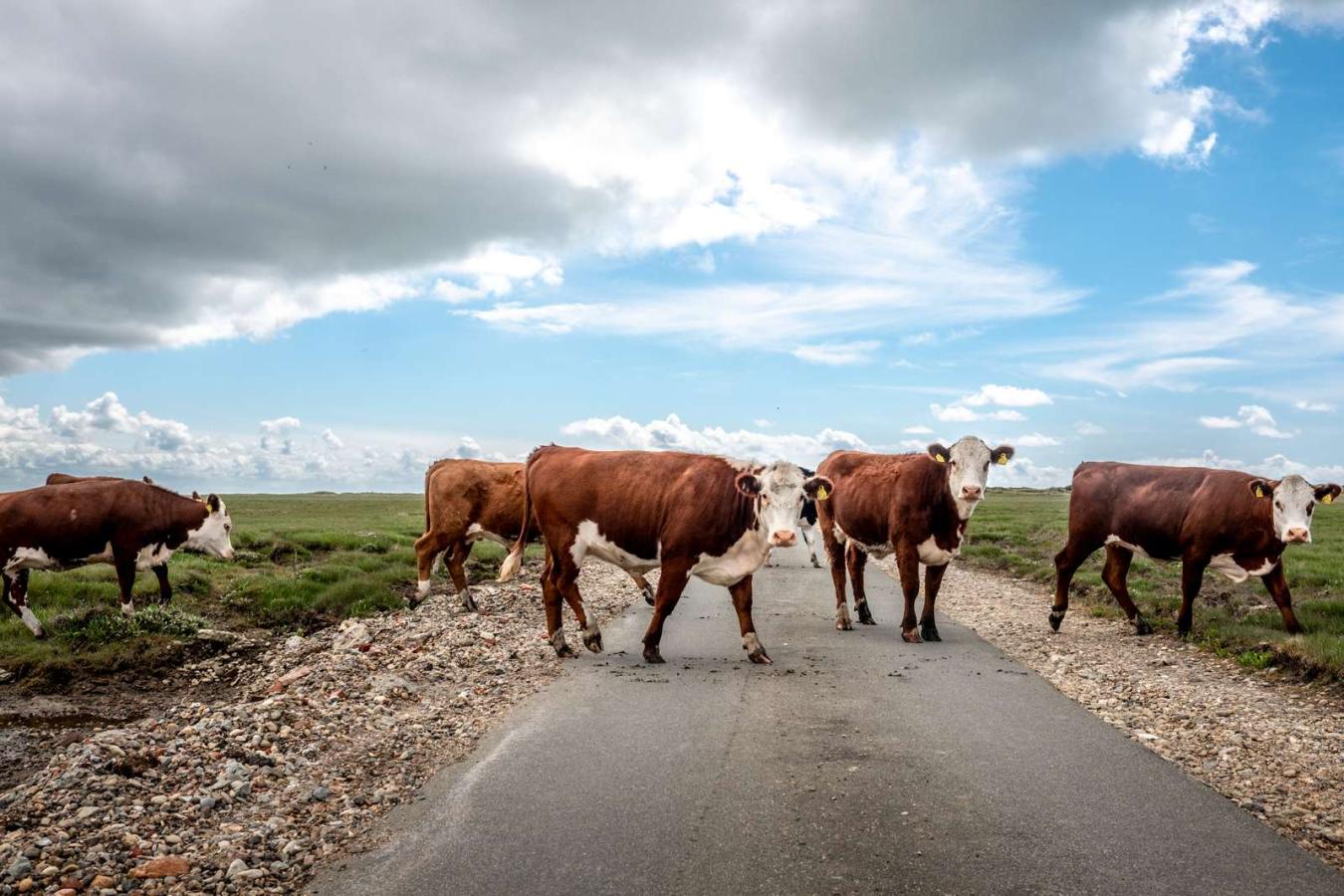 Køer på skallingen 