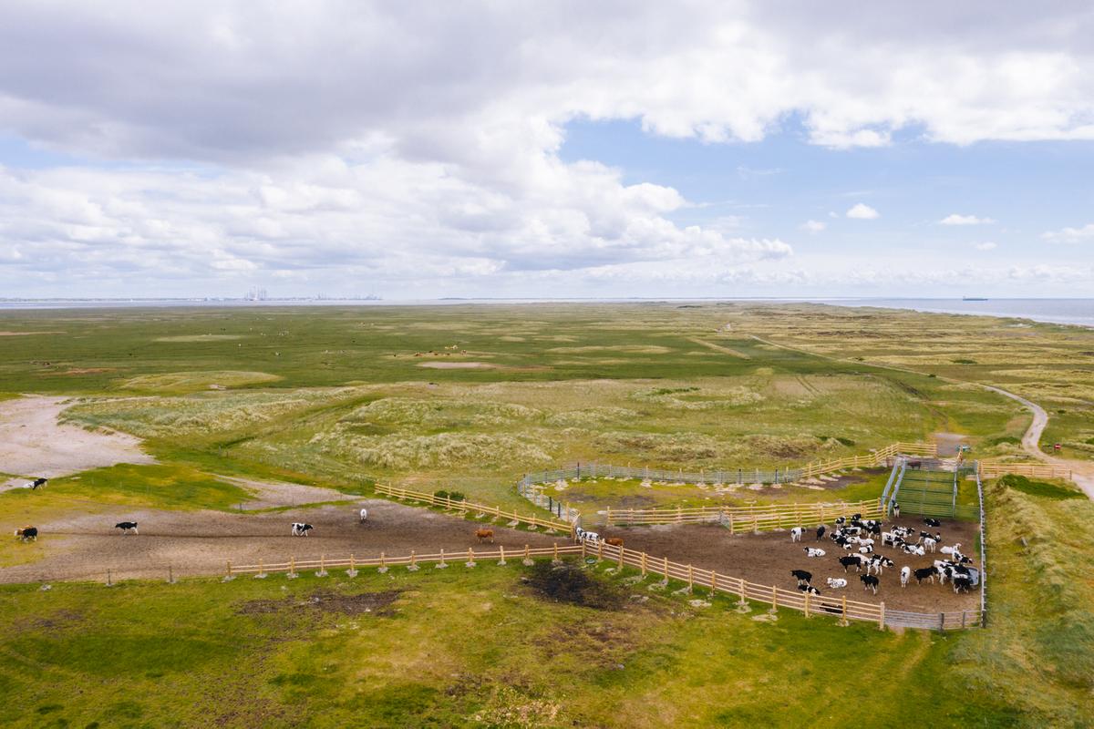 Landskab køer ved skallingen
