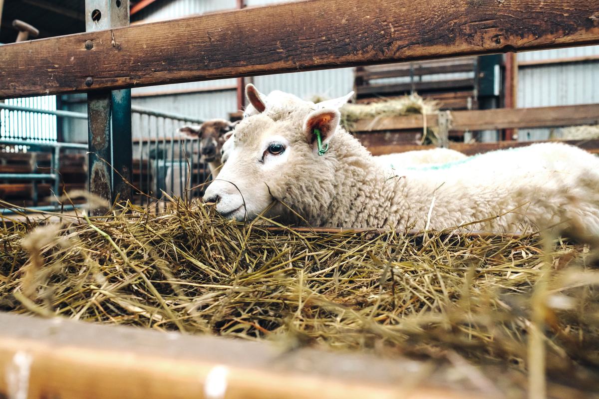 Får står i stalden med hø
