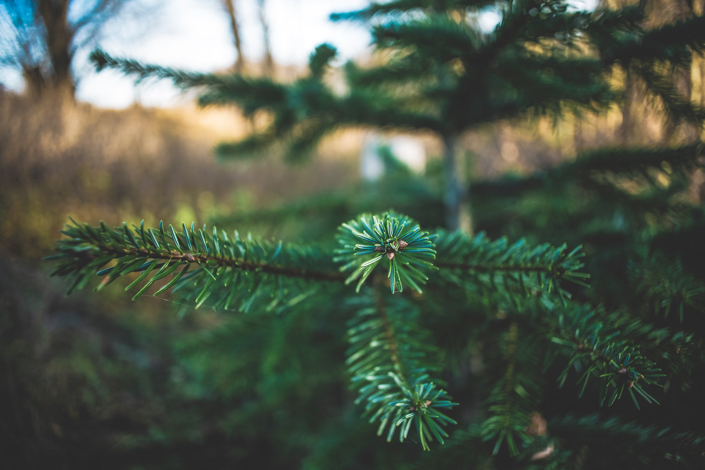 Nåletræer i skoven