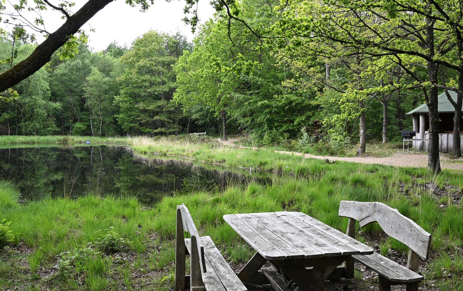 lilleskov og sø i Agerbæk