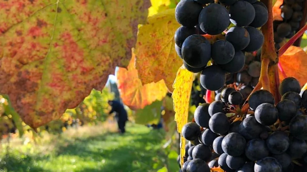 Fjordgård Vin og vadehav_fødevarenetværk_leverandører 2023