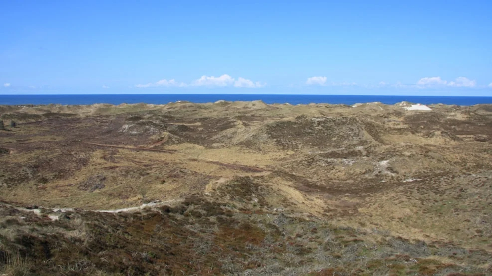 Kærgård Klitplantage_naturområde_web