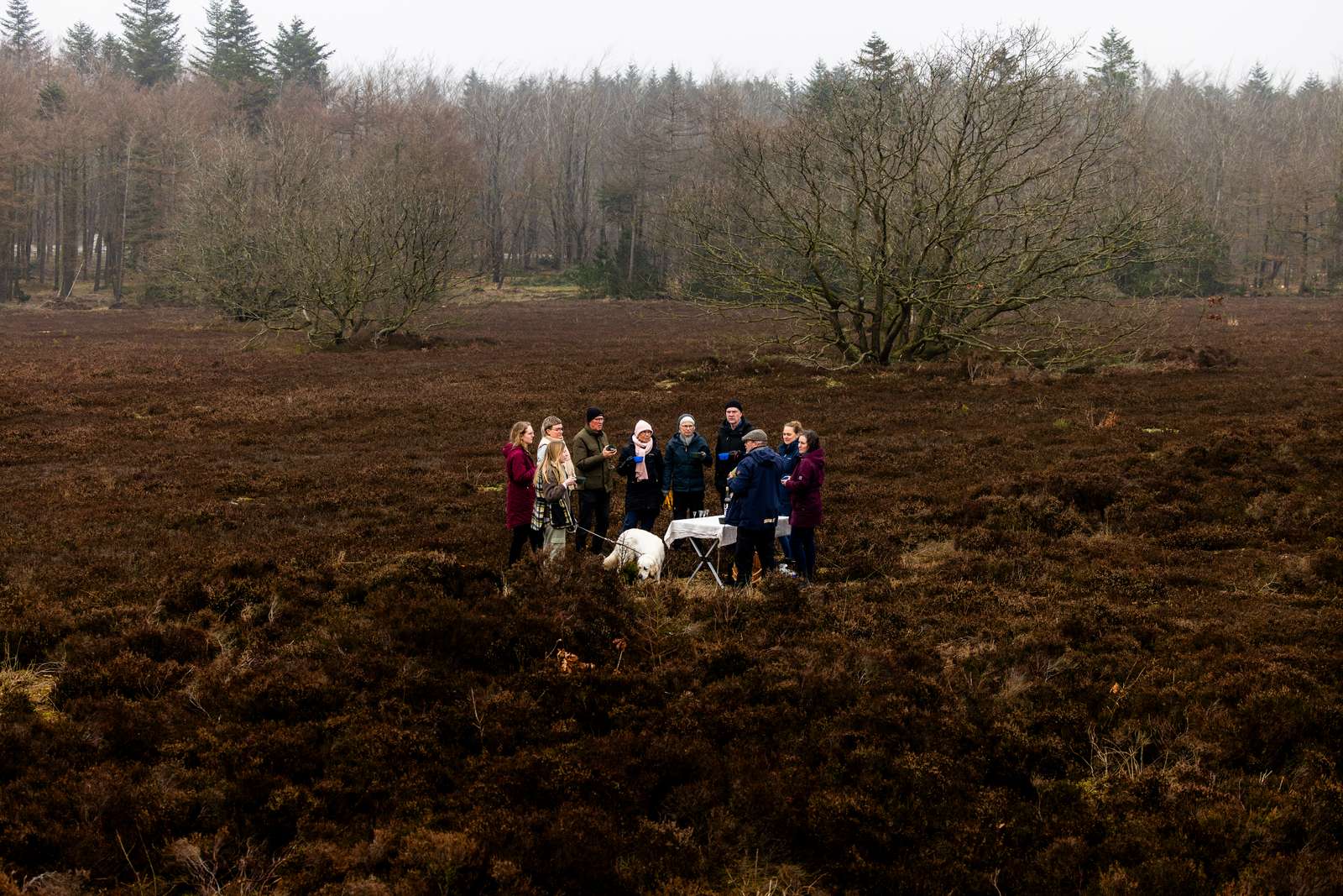 Hedepleje-Dejbjerg-hede-Sarah Rønholt-VisitVesterhavet