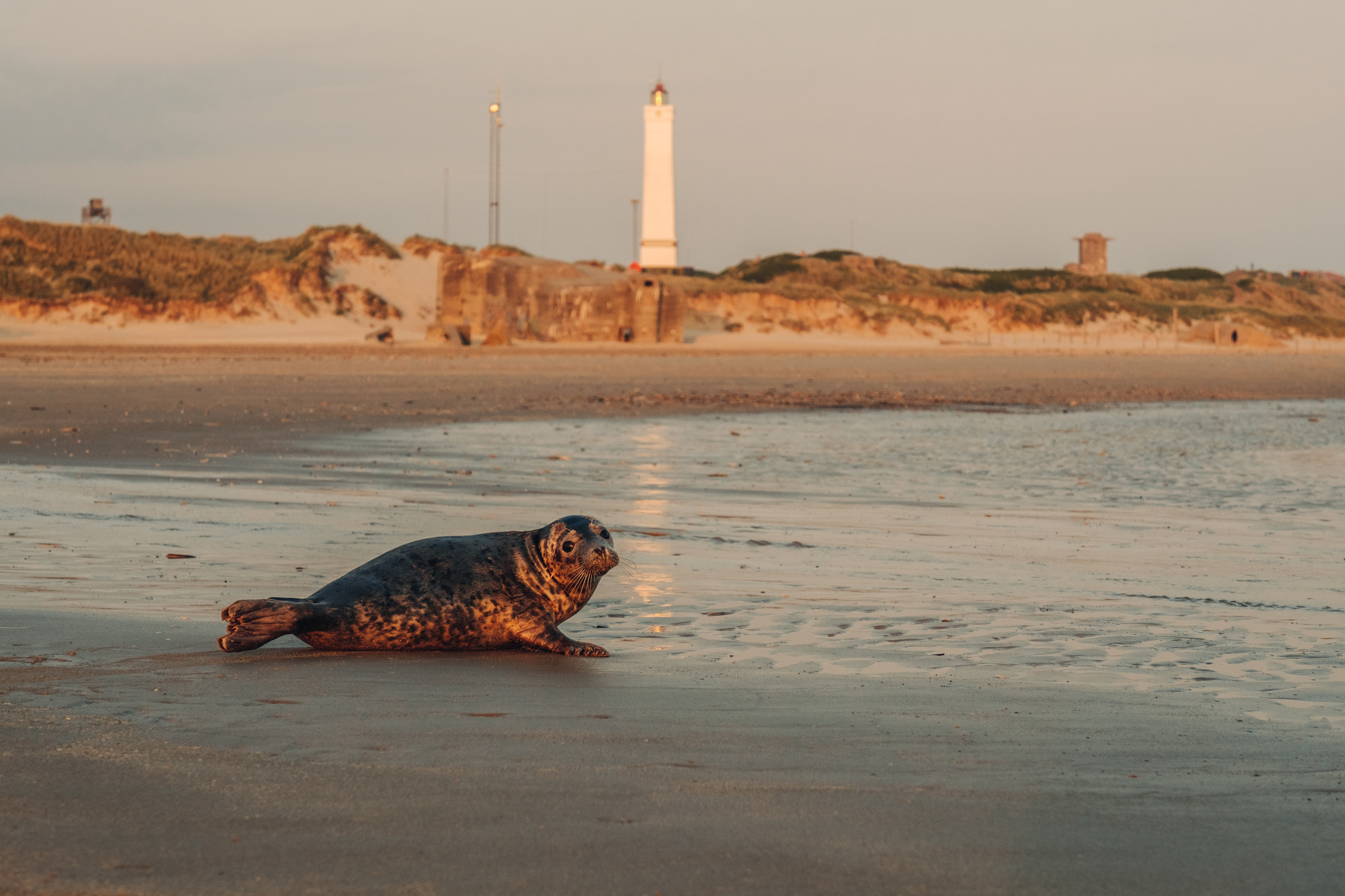 blåvand-beach-denmark-1_Thomas Høyrup Christensen