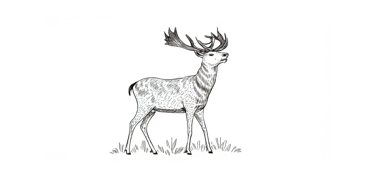 Rådyr illustration