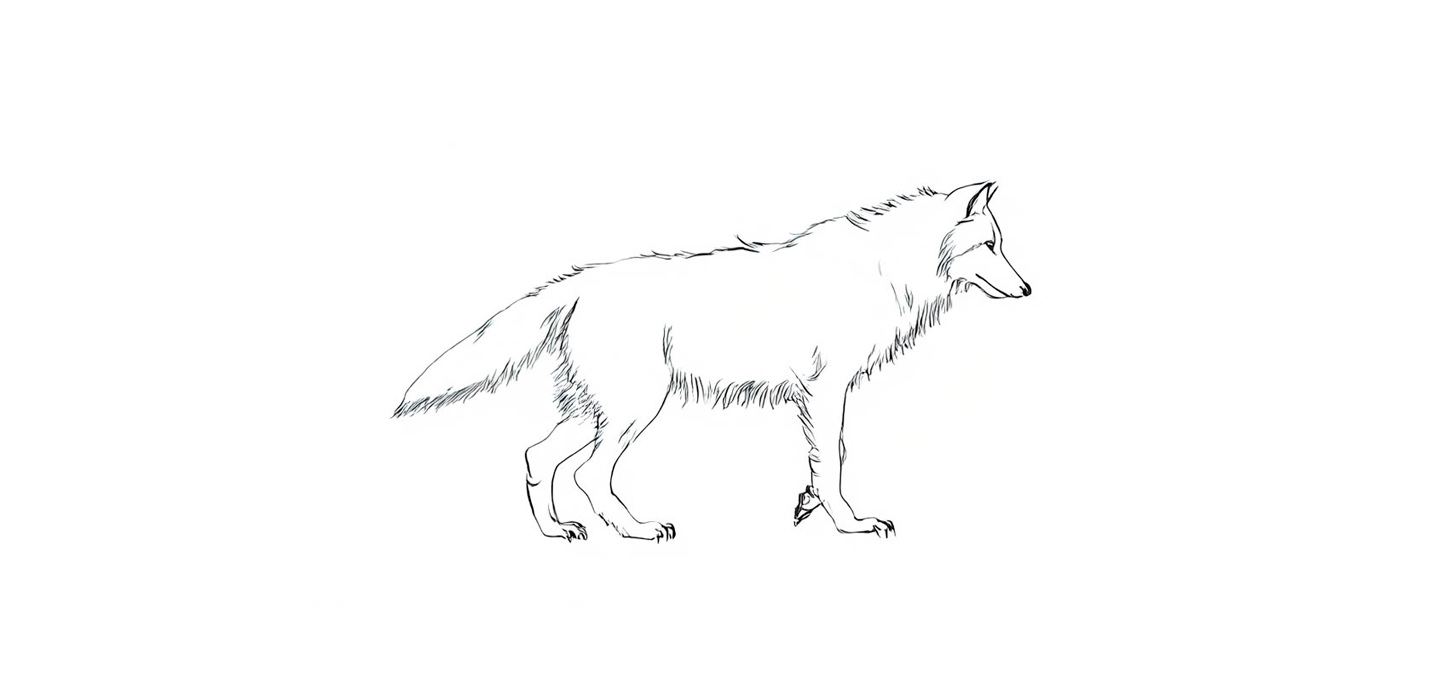 Illustration af en ulv