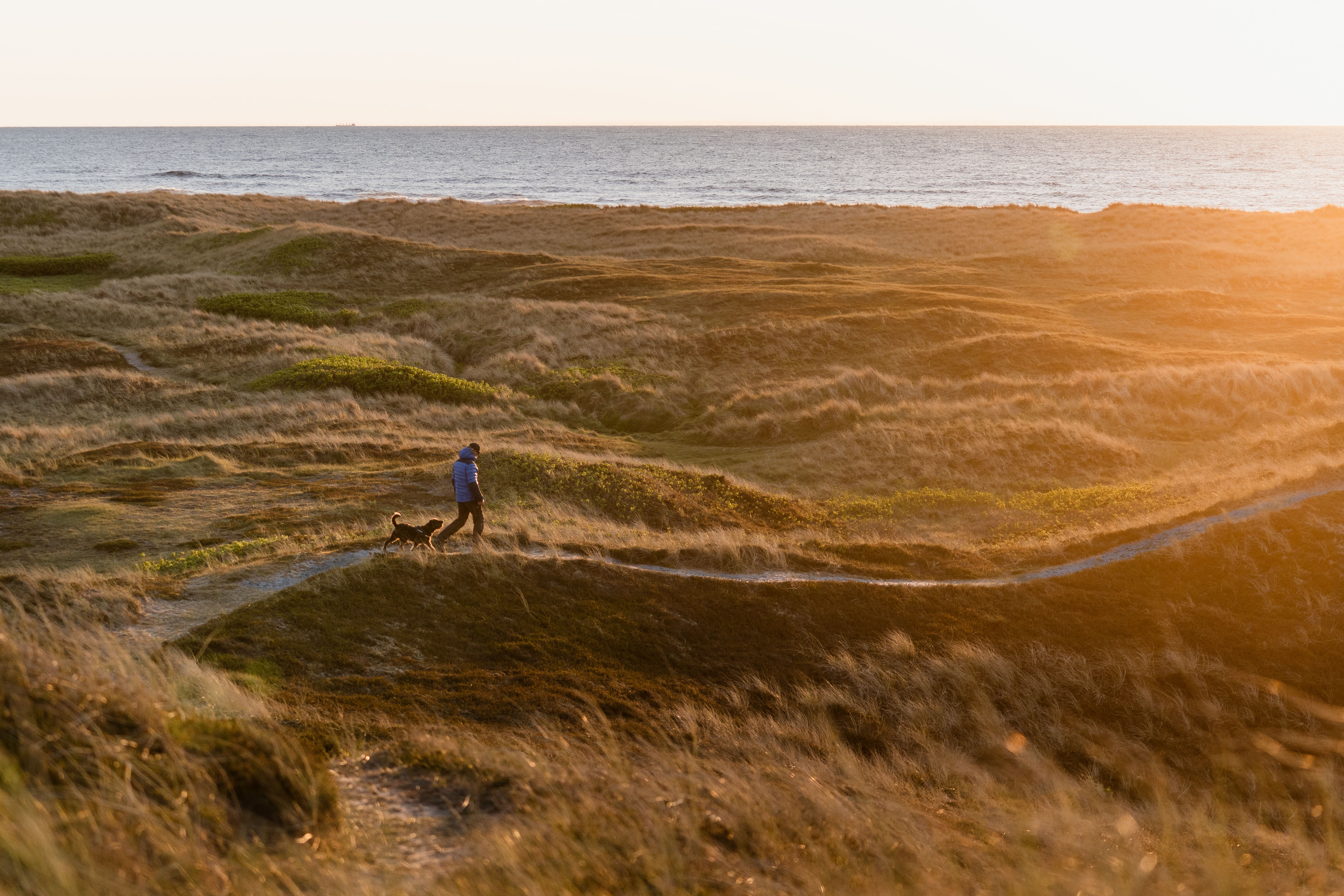Vesterhavet gå tur med hund