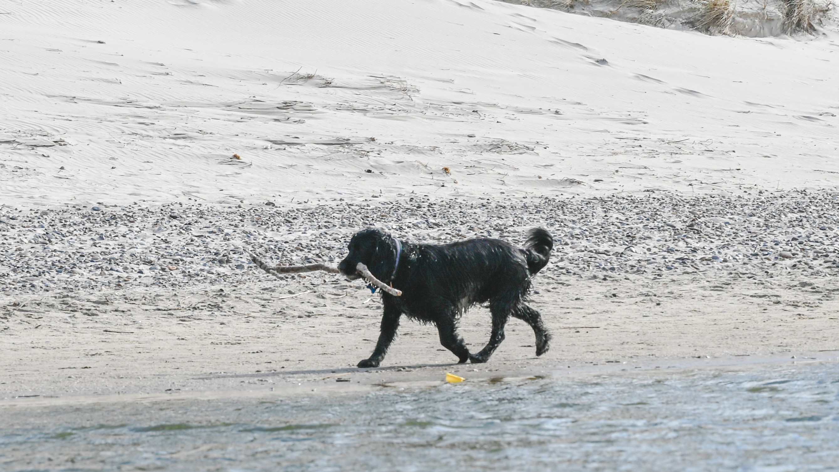 Hund på strand