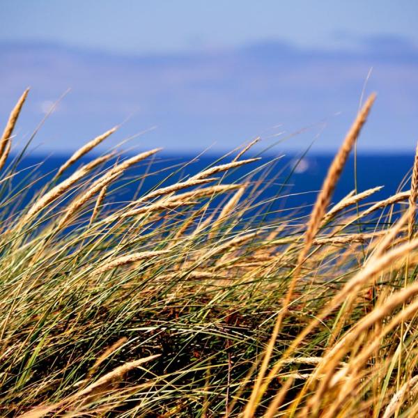 Marahalm og udsigt til Vesterhavet