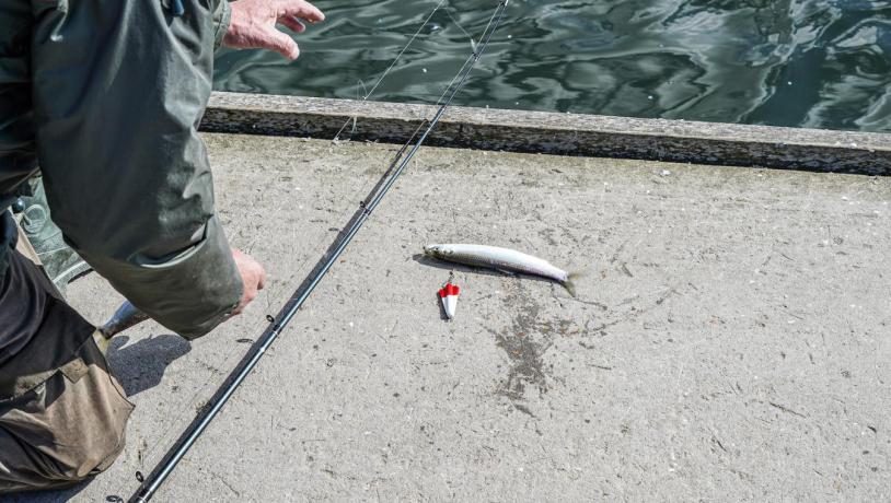 Sild på fiskestang