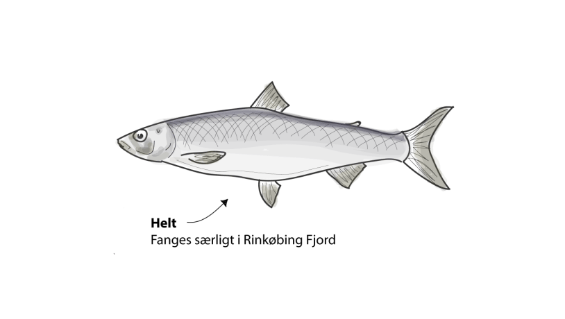 Helt fisk fra Ringkøbing Fjord