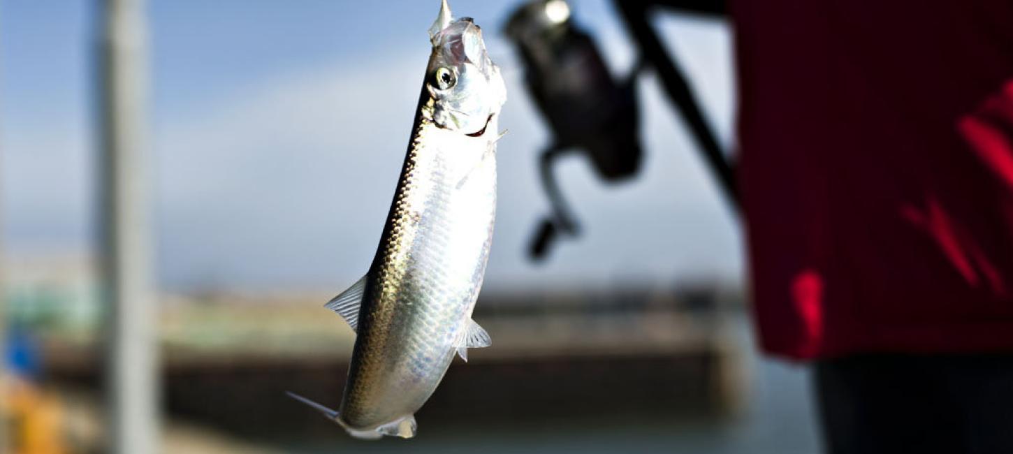 Herringfishing in Denmark