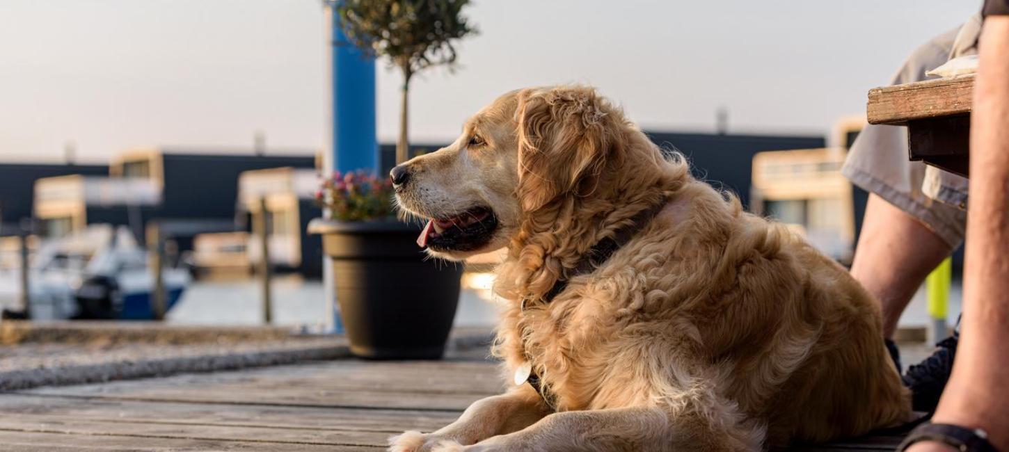 Hund på havnen