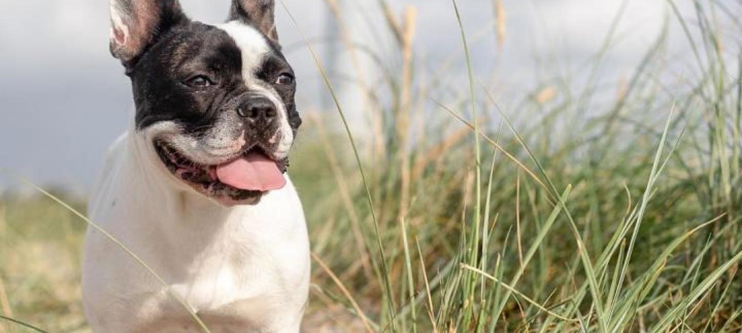 Hund ved Lyngvig Fyr hundens måned