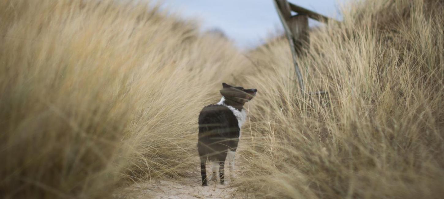 Dog on a trip in the dunes