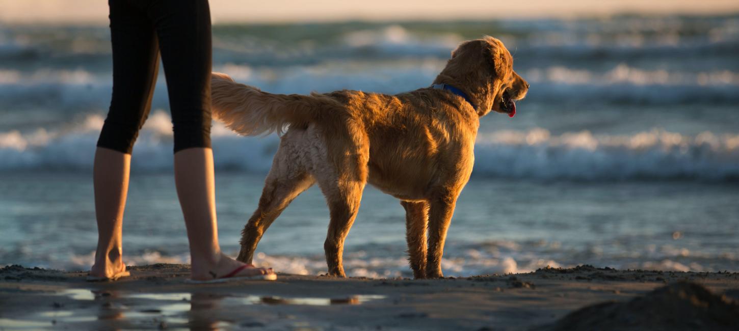 Hund står på strand