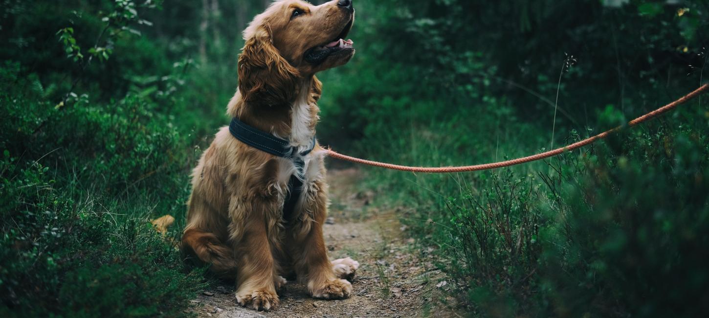 Hundeskove ved vesterhavet vestkysten hund sidder i skov