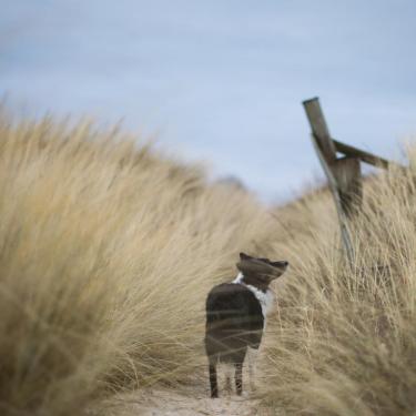 Dog on a trip in the dunes