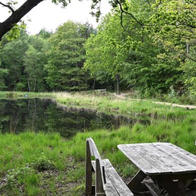 lilleskov og sø i Agerbæk