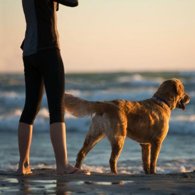 Hund står på strand