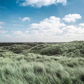 Dunes by the North Sea